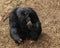 Chimpanzee sitting on brown grassy ground