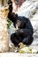 Chimpanzee sitting in chiangmai-nightsafari chiangmai Thailand