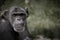 chimpanzee sitting with direct eye contact. Big monkey. Great ape