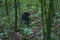 Chimpanzee Sitting in Green Forest