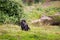 A chimpanzee is sitting in the meadow