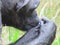 Chimpanzee sitting profile staring and checking it\\\'s finger