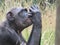 Chimpanzee sitting profile staring and checking it\\\'s finger