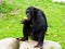 A Chimpanzee sitting on the rock