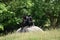 Chimpanzee sitting on a rock eating leaves