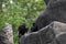 Chimpanzee sitting on a rock eating leaves