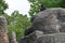 Chimpanzee sitting on a rock eating leaves