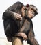 Chimpanzee sitting on a stump and looking into the distance. White background