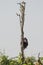 Chimpanzee sitting in top of bare tree eating, Sierra Leone, Africa