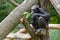 Chimpanzee sitting on a tree trunk