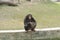 Chimpanzee sitting on white wall with funny pose