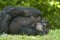 Chimpanzee sleeping on grass