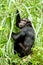 Chimpanzee stare