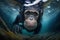 A chimpanzee swimming in water. Underwater image