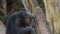 Chimpanzee talking and gesturing - Pan troglodytes