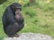 Chimpanzee thinking about life while sitting on a rock