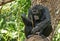 Chimpanzee on tree
