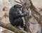 Chimpanzee in a tree