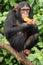 Chimpanzee - Uganda