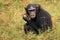 Chimpanzee - Uganda