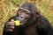 Chimpanzee - Uganda