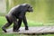 Chimpanzee walking