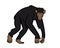 Chimpanzee with Walking Gesture Illustration