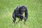 Chimpanzee walking on grass