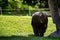 Chimpanzee walking on the grass in a natural reserve