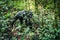 Chimpanzee Walking in the Jungle in Kibale National PArk, Uganda