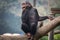 Chimpanzee at a zoo - portrait closeup shot.