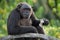 Chimpanzees eat fruit. Republic of the Congo. Conkouati-Douli Reserve.