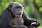 Chimpanzees eat fruit. Republic of the Congo. Conkouati-Douli Reserve.