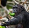 Chimpanzees eat fruit. Republic of the Congo. Conkouati-Douli Reserve.