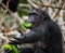 Chimpanzees eat fruit. Republic of the Congo. Conkouati-Douli Reserve.