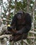 Chimpanzees eat fruit. Republic of the Congo. Conkouati-Douli Reserve.