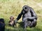 Chimpanzees with her baby sitting on grass