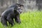 Chimpanzees howling