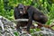 Chimpanzees on mangrove branches. Republic of the Congo. Conkouati-Douli Reserve.