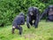 Chimpanzees (Pan troglodytes) playing in green grass