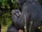Chimpanzees (Pan troglodytes) playing in green grass
