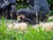 Chimpanzees (Pan troglodytes) playing in green grass