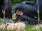 Chimpanzees (Pan troglodytes) playing in green grass