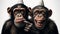 Chimpanzees in Party Hats Enjoying Celebration. Concept to make laugh
