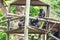 Chimpanzees resting on a tree house