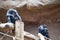 Chimpanzees sitting on dried logs in a zoo in Brazil