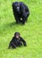 Chimpanzees at Tarronga zoo