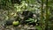 Chimpanzees in Uganda tropical forest