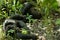 Chimpanzees in Uganda tropical forest