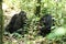 Chimpanzees in Uganda tropical forest